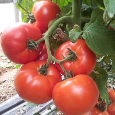 Tomate Noemy F1 500 seminte