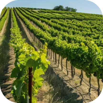 Vinificatie