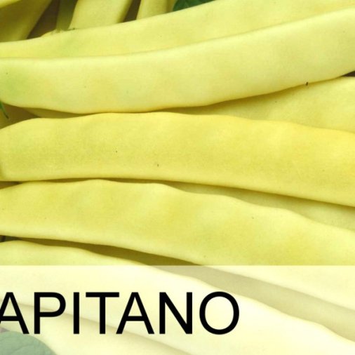 Seminte de fasole Capitano 50gr