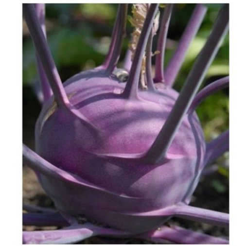 Seminte de gulii Delicacy Purple 10g