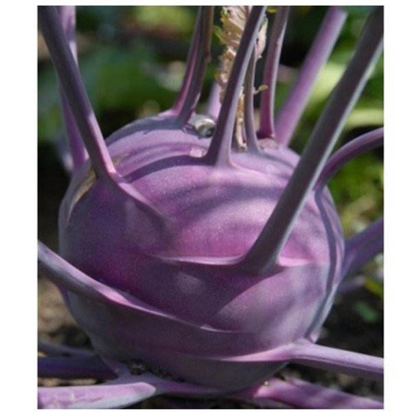 Seminte de gulii Delicacy Purple 10g