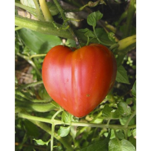 Seminte de tomate Inima de bivol 0.5gr