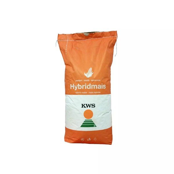 Seminte de porumb KWS Kashmir, FAO 370, 25.000 boabe