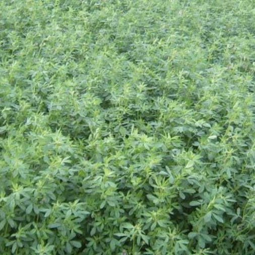Seminte de lucerna Madalina 1kg