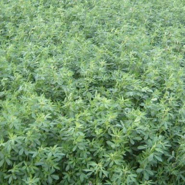 Seminte de lucerna Madalina 1kg