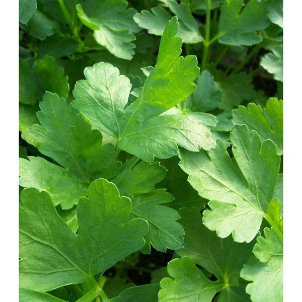 Seminte de patrunjel frunze Gigante 50gr