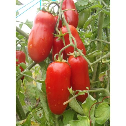 Seminte de tomate San Marzano 0.3gr